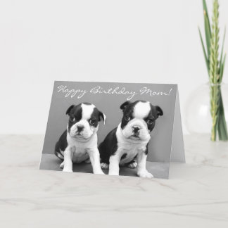 Tarjeta Feliz cumpleaños, mamá, Boston Terrier Puppies
