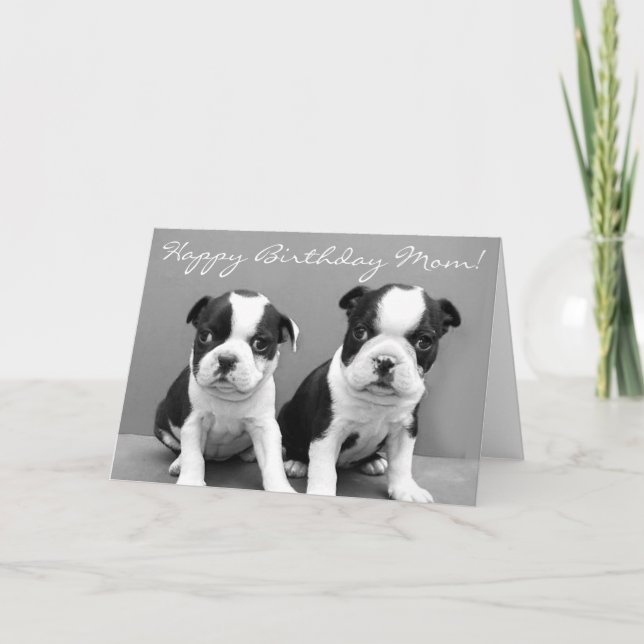Tarjeta Feliz cumpleaños, mamá, Boston Terrier Puppies (Anverso)