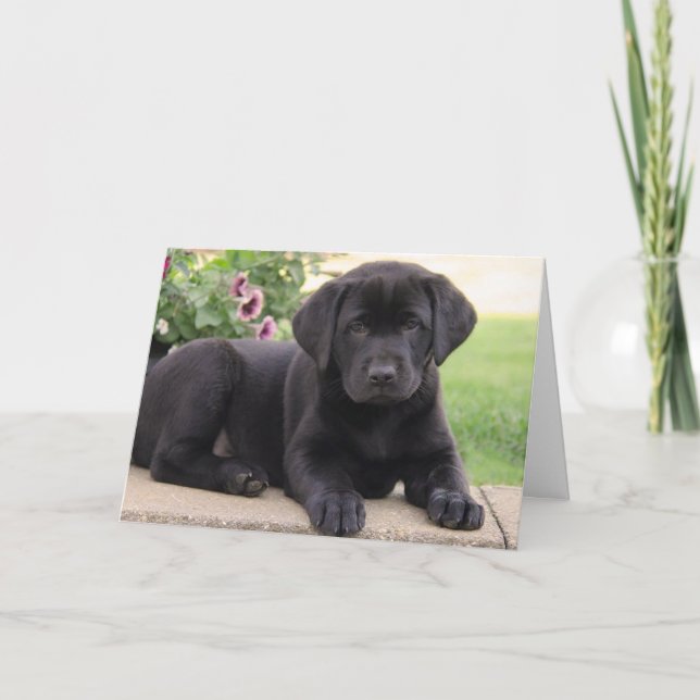 Tarjeta Feliz cumpleaños, perro cachorro negro recuperador (Anverso)