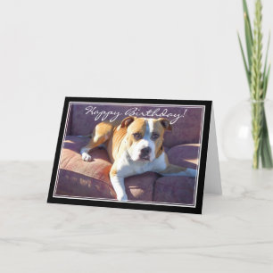 Tarjeta Feliz cumpleaños, Pitbull Dog