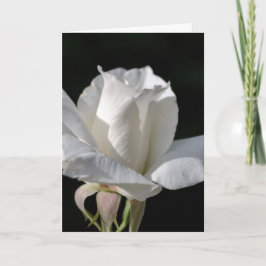 Tarjeta Feliz cumpleaños - Rosa blanca