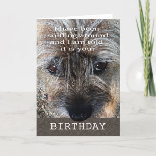 Tarjeta Feliz cumpleaños, terrier de frontera que huele