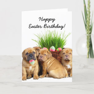 Tarjeta feliz de los perritos de Pascua Birthday