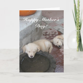 Tarjeta feliz de los perritos del golden retriever