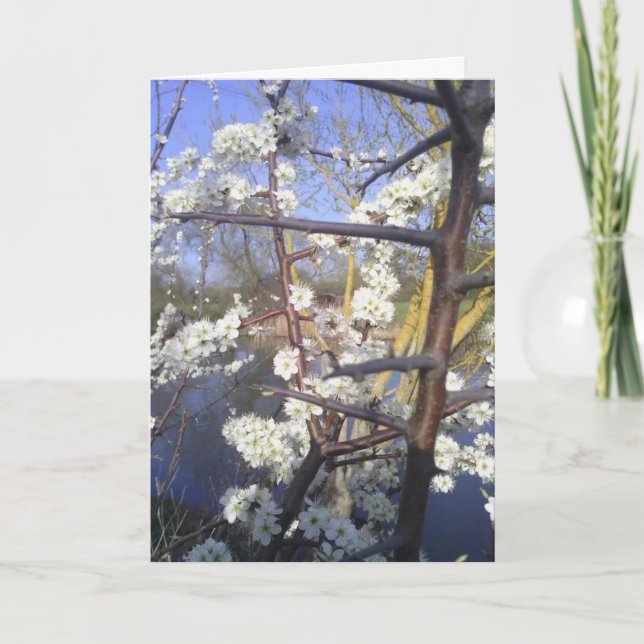 Tarjeta Feliz Imbolc (flor de espina negra) (Anverso)