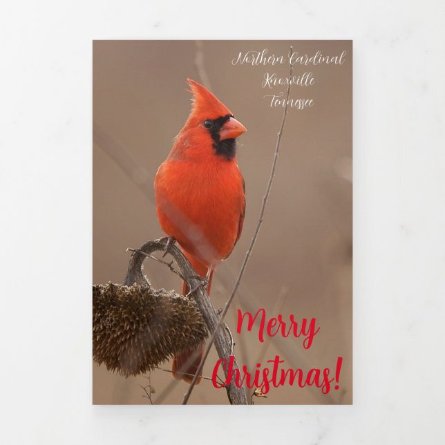 Tarjeta "Feliz Navidad" con cardenal (Foto de portada)