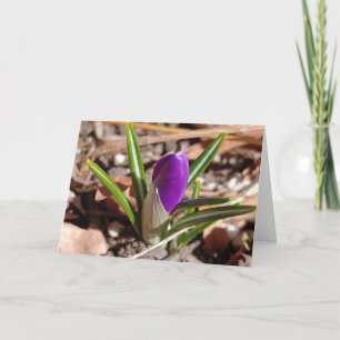 Tarjeta ¡Feliz primavera! Púrpura Crocus