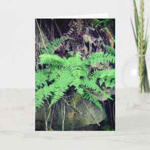 Tarjeta Fern All Occasions