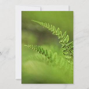 Tarjeta Fern Frond Photo