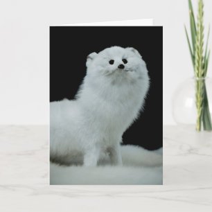 Tarjeta Ferret Taxidermy Monte Bella Artes Fotografía