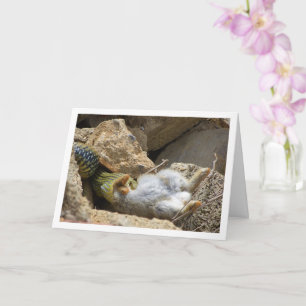 Tarjeta Festín de serpientes de Montpellier en conejo