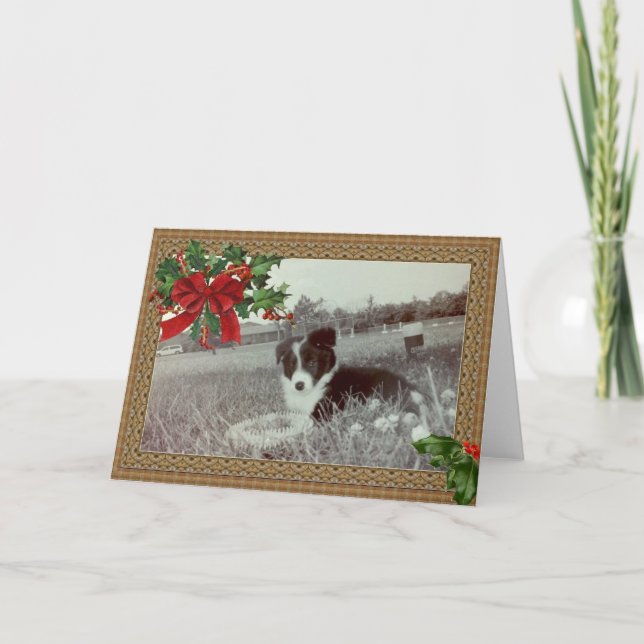 Tarjeta Festiva Abby the asombrosa Border Collie~Tarjeta de Navida (Anverso)