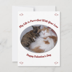 Tarjeta Festiva Acariciando Gatos Vida Perfecta Feliz Día de San V