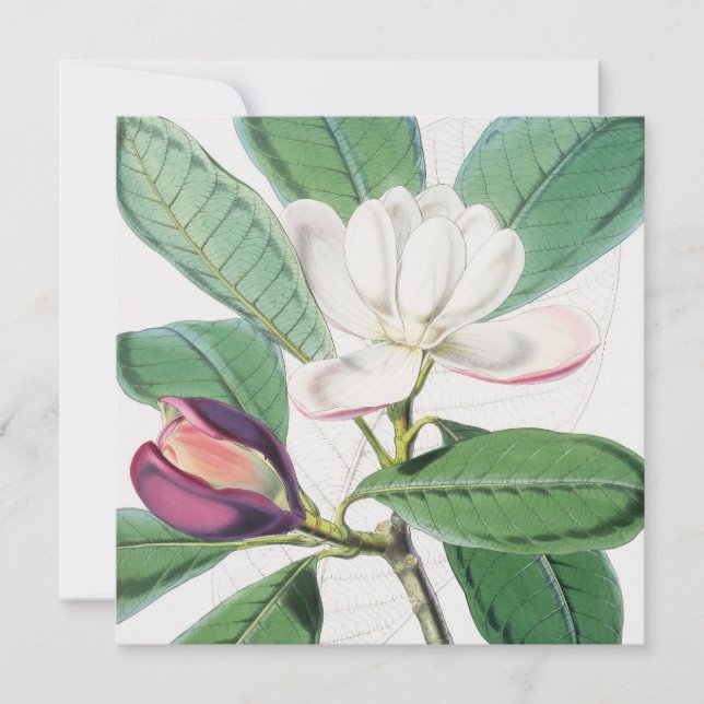 Tarjeta Festiva Acuarela Magnolia Botánica Blanca y hojas verdes (Anverso)
