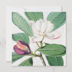 Tarjeta Festiva Acuarela Magnolia Botánica Blanca y hojas verdes