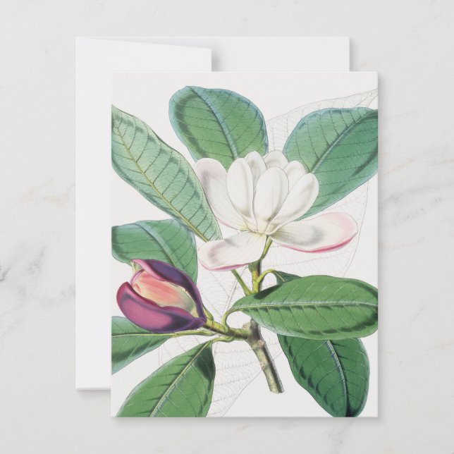 Tarjeta Festiva Acuarela Magnolia Botánica Blanca y hojas verdes (Anverso)