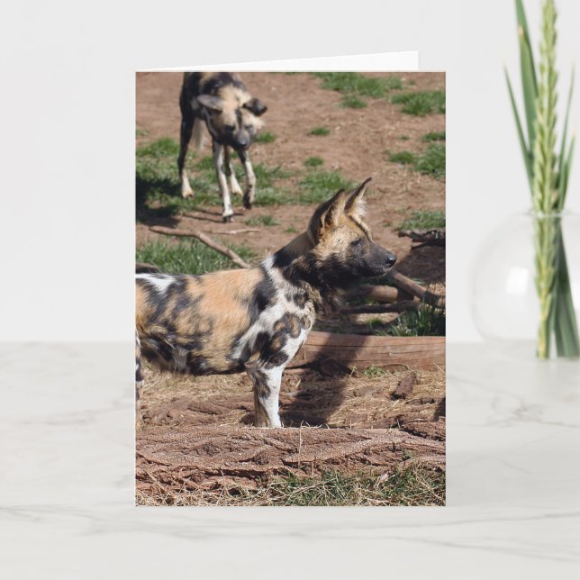 Tarjeta Festiva african-wild-dog-008 (Anverso)