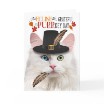 Agradecimiento de la línea de gatos de Angora blan