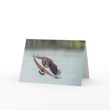 Águila calva y fauna en blanco