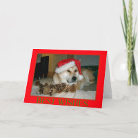 Akita lindo en el gorra rojo de santa con los