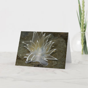 Tarjeta Festiva Alabaster Nudibranch (Dirona albolineata) - Tarjet