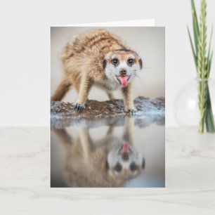 Tarjeta Festiva ¡Alegrías! Meerkat - saludos de las estaciones