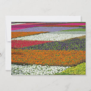Tarjeta Festiva Alfombra de flores