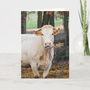 Tarjeta Festiva Alimentación de vacas en Francia