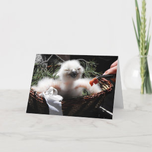 Tarjeta Festiva Alimentar a una lechona de búho de águila