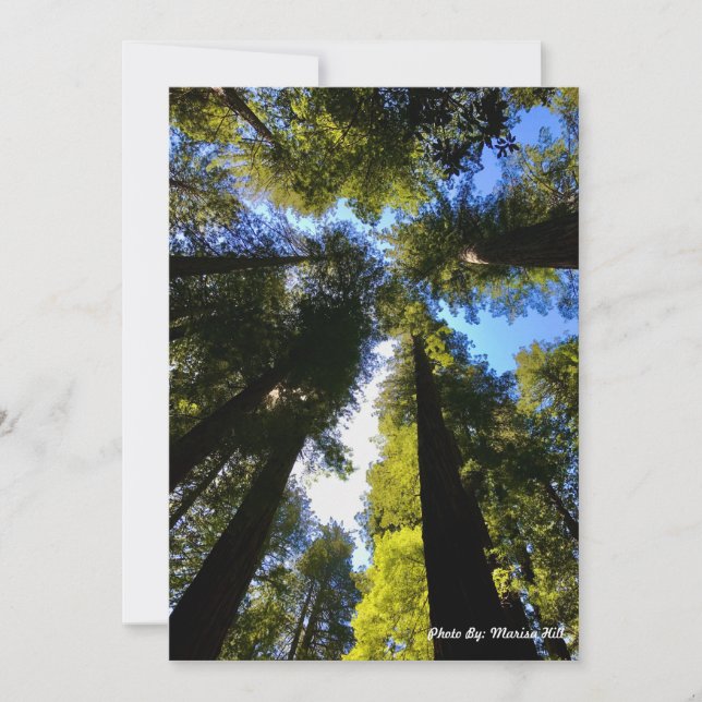 Tarjeta Festiva Alto en pie con las secuoyas (Anverso)