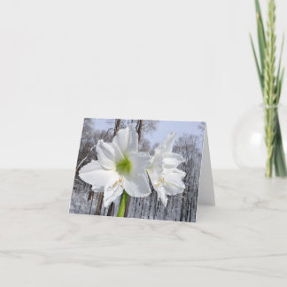 Tarjeta Festiva Amarilis blanca y nieve II