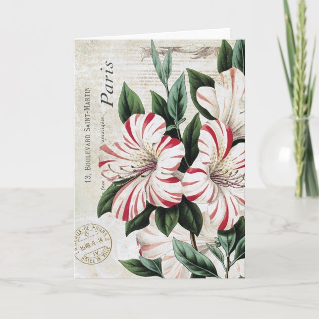 Tarjeta Festiva amarylis french (Anverso)