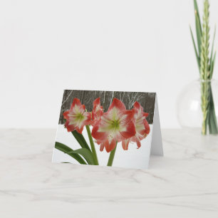 Tarjeta Festiva Amaryllis en floral de invierno en la nieve roja f