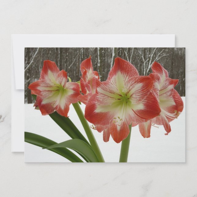 Tarjeta Festiva Amaryllis en Nieve Floral de Vacaciones de Inviern (Anverso)
