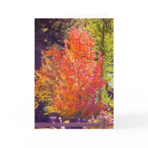 Amo la carta de otoño