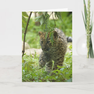 Tarjeta Festiva Amur Leopard Cub