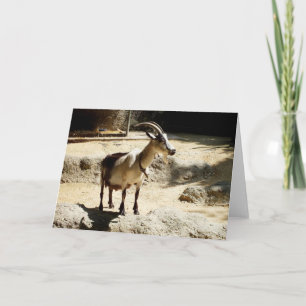 Tarjeta Festiva Animal cabra en Suiza