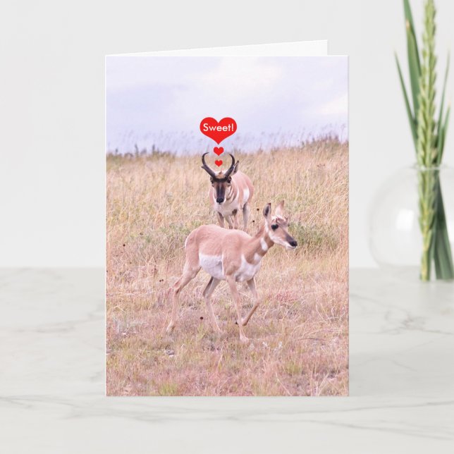 Tarjeta Festiva Antelope Love Card (Anverso)