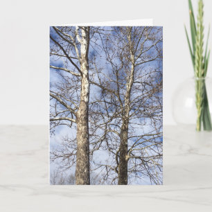 Tarjeta Festiva Árboles de Sycamore en un cielo invernal —