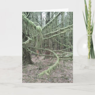 Tarjeta Festiva Árboles Musgosos En Bosque Galés 2025