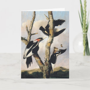 Tarjeta Festiva Arte Antiguo de Audubon del Pájaro Carpintero de P