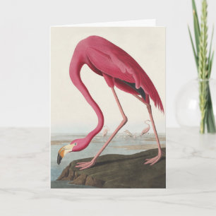 Tarjeta Festiva Arte de pájaro rosa flamenco americano vintage de