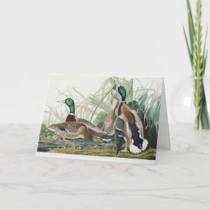 Tarjeta Festiva Arte de vida silvestre de pato silbón de Audubon v