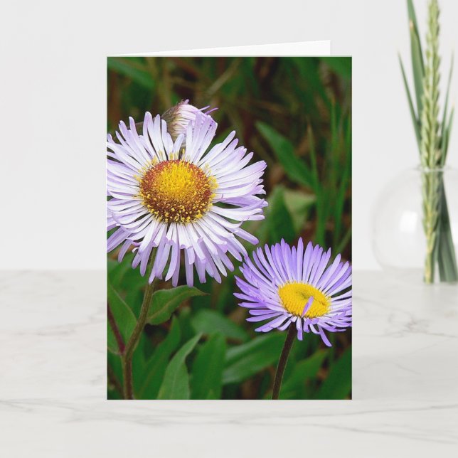 Tarjeta Festiva Asters (Anverso)