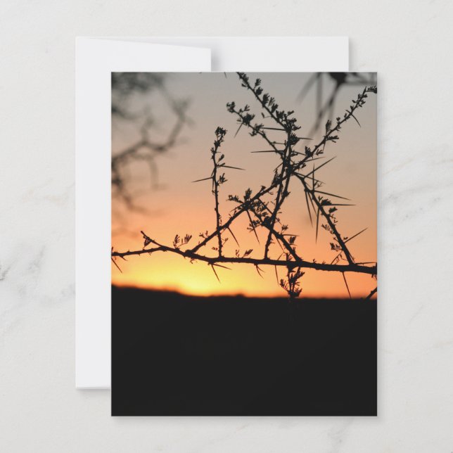 Tarjeta Festiva Atardecer africano con espinosa silueta de árbol d (Anverso)
