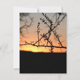 Tarjeta Festiva Atardecer africano con espinosa silueta de árbol d
