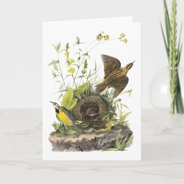 Tarjeta Festiva Audubon Meadowlard del este (Anverso)