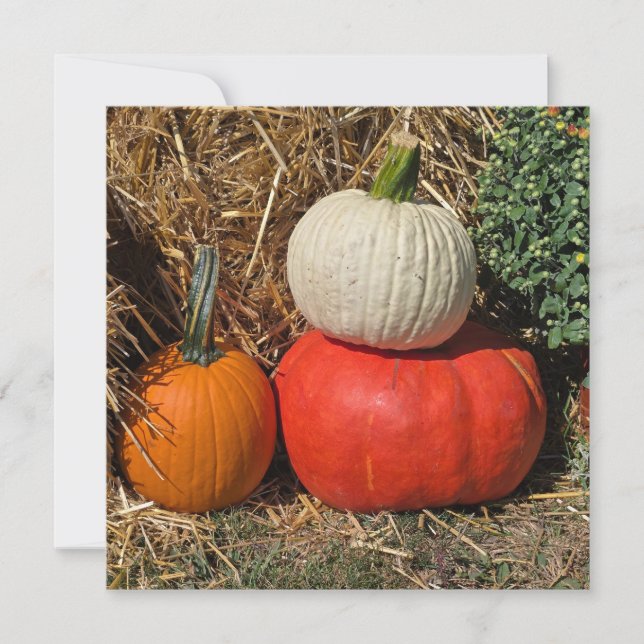 Tarjeta Festiva Autumn pumpkins (Anverso)