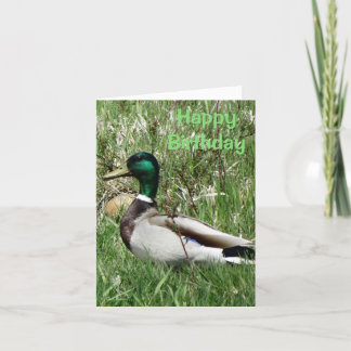 Tarjeta Festiva B55 Pato mallard Drake Greenhead en la hierba