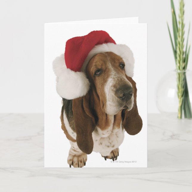 Tarjeta Festiva Basset Hound en el gorra de Santa (Anverso)